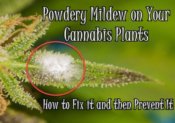 Powdery Mildew on Your Cannabis Plants - How to Fix it and then Prevent It