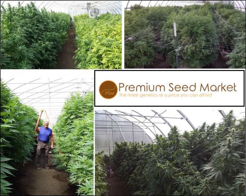 Premium Seed Market Oregon