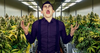 Don't Be Desperate for Cannabis Legalization - How Politicians are Pulling Your Emotional Heart Strings to Get a Vote