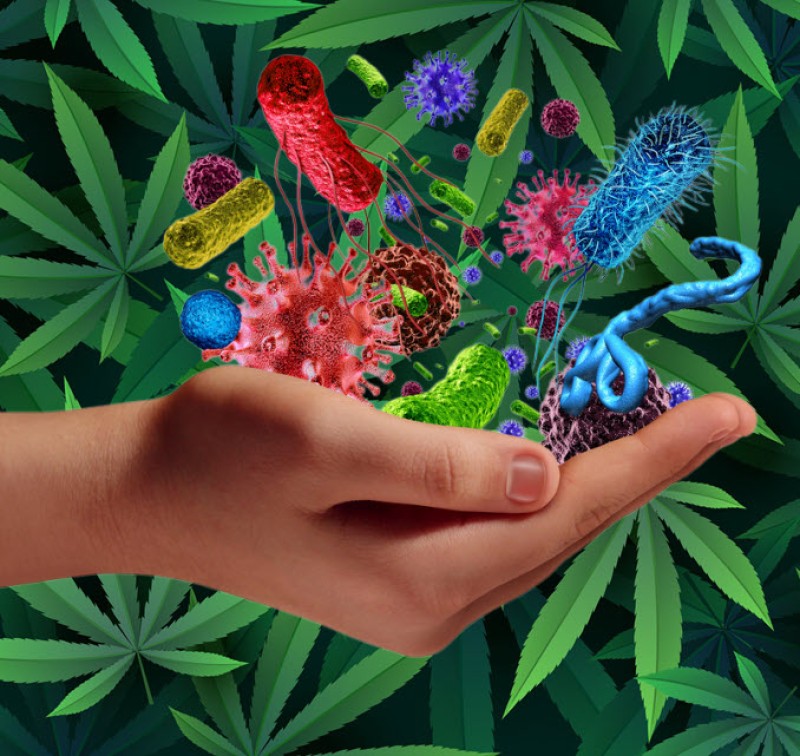 cannabis autoimmune