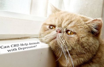 Can CBD Help Animals with Depression?