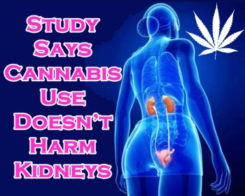 Study Says Cannabis Use Doesn’t Harm Kidneys