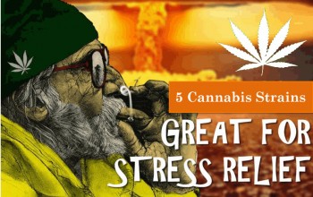 Top 5 Cannabis Strains for Stress