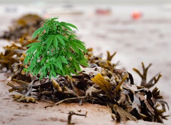 Seaweed Fertilizer for Cannabis Plants? - A Powerful Superfood for Marijuana Plants