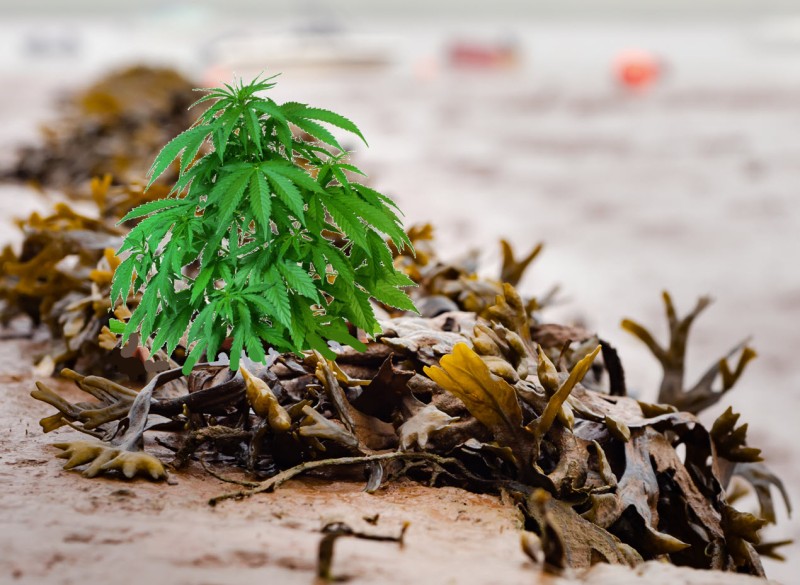 seaweed for cannabis
