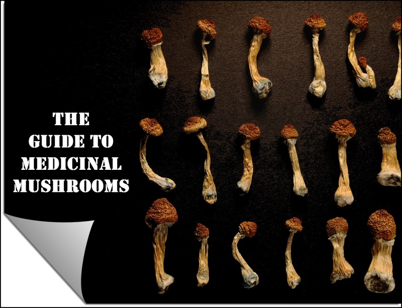 Guide to Medicinal Mushrooms