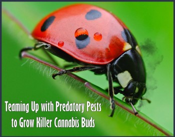 Teaming Up with Predatory Pests to Grow Killer Cannabis Buds