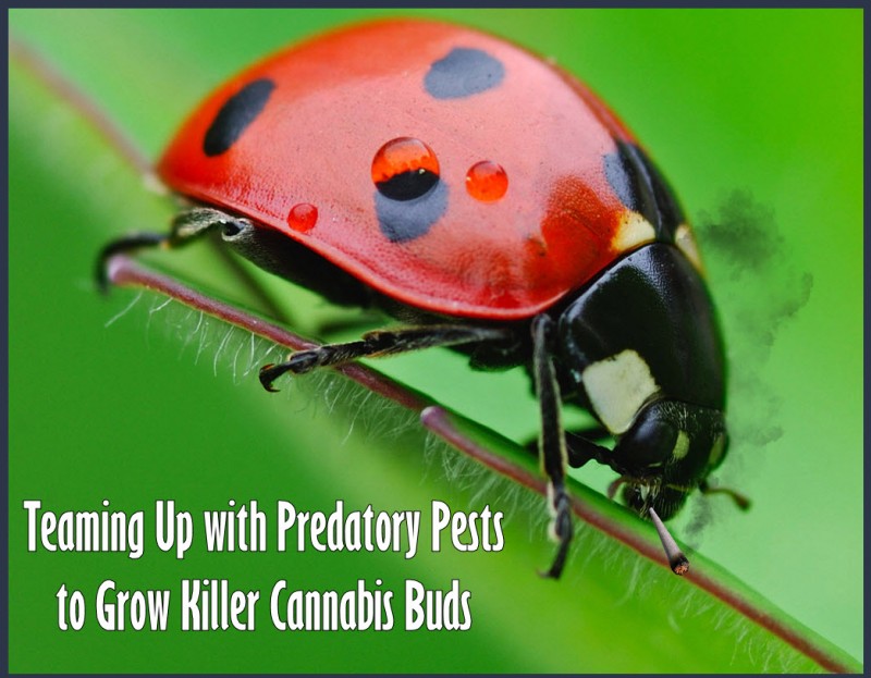ladybugs for cannabis plants