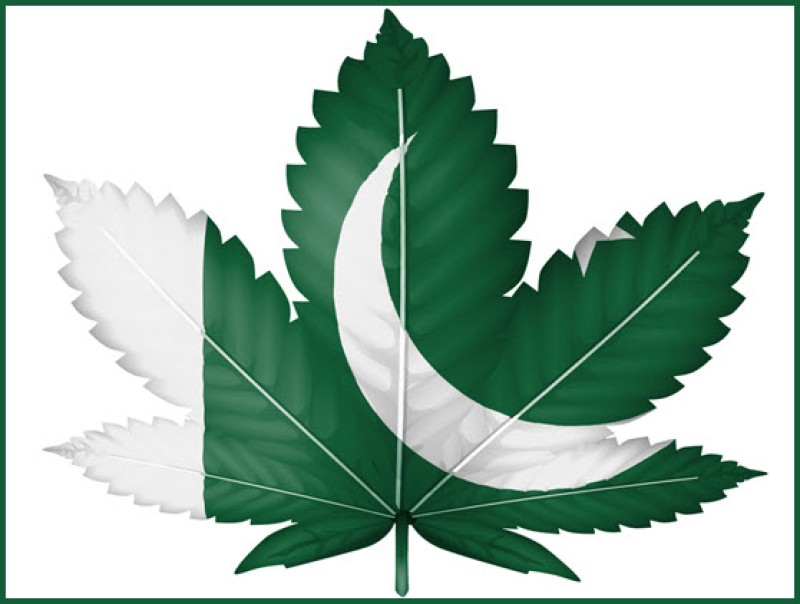 Pakistan legalizes marijuana soon