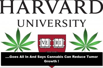 Cannabis Can Reduce Tumor Growth Says Harvard University