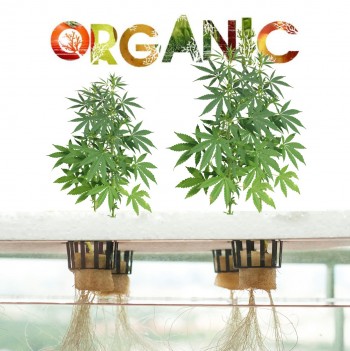 Is it Possible to Grow Organic Cannabis with Hydroponics?