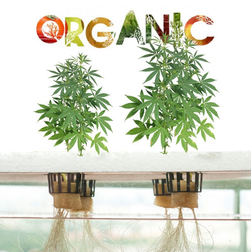 hydroponic organic weed