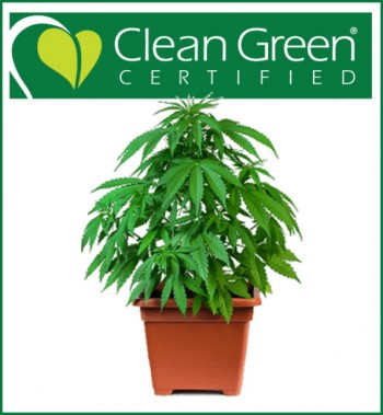 What Exactly is Clean Green Certified Cannabis?