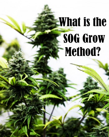 What is the SOG Cannabis Growing Method and Why is It So Successful?