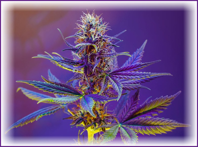 Purple Gihad marijuana strain