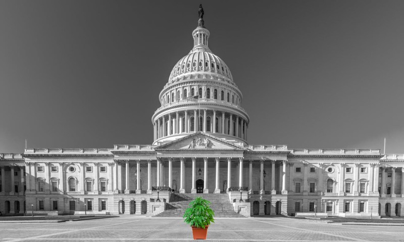 Senate marijuana bill Schumer