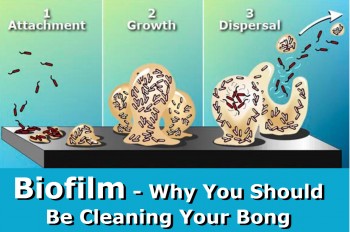 What Is Biofilm?  The Reason You Need To Clean Your Bong Water
