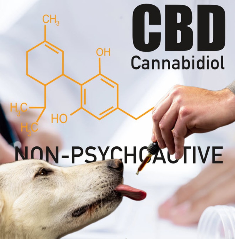 CBD dog treats - good or bad