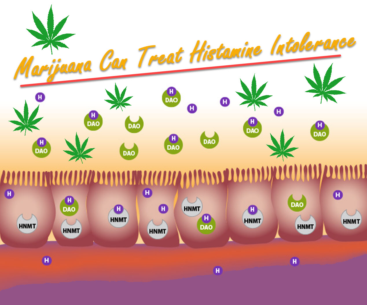 Marijuana Can Treat Histamine Intolerance