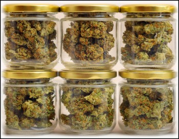 Drying and Curing Your Marijuana Buds - The Best Methods That Can Make or Break Your Cannabis Harvest