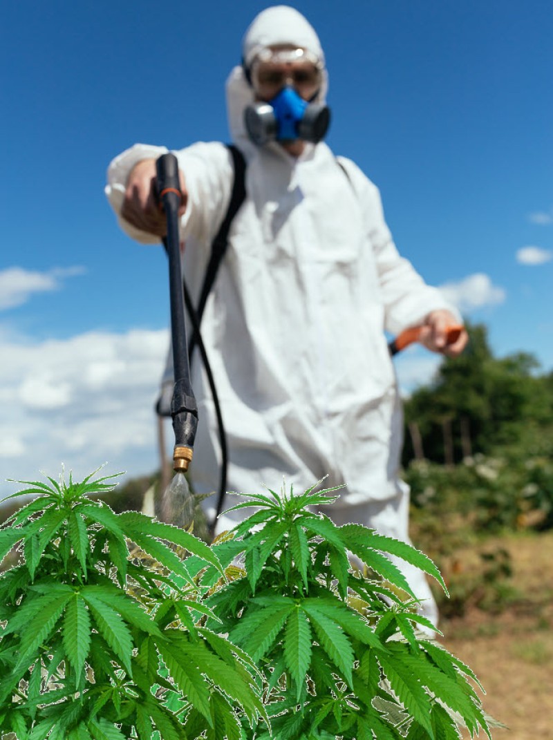 pesticides on cannabis for taste