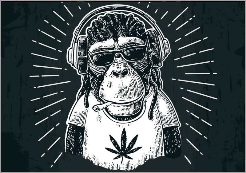 marijuana overdose in monkeys