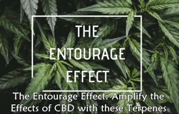 The Entourage Effect: Amplify the Effects of CBD with these Terpenes