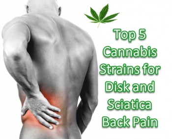 Top 5 Cannabis Strains for Disk and Sciatica Back Pain