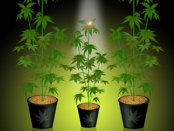 Become The Breeder - How To Make Your Own Feminized Cannabis Seeds