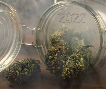 What are the Most Popular New Cannabis Strains of 2022?