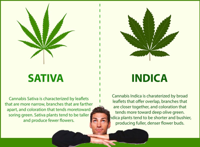 marijuana for anxiety indica or sativa