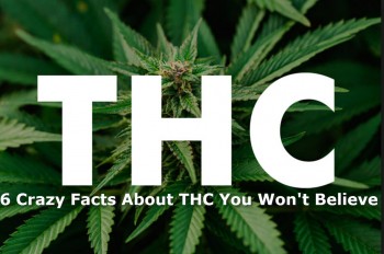 6 Fun Facts About THC, Everyone’s Favorite Cannabinoid