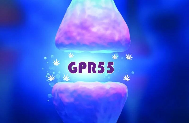 What is the GPR55 receptor