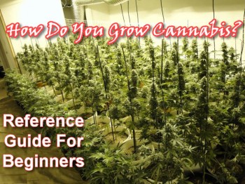 How Do You Grow Cannabis, A Quick Guide To Getting Started