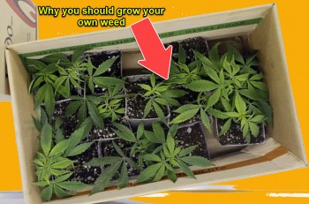 What are the Benefits of Growing your own Weed?