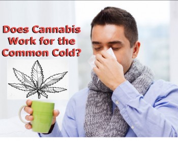Does Cannabis Work for the Common Cold?
