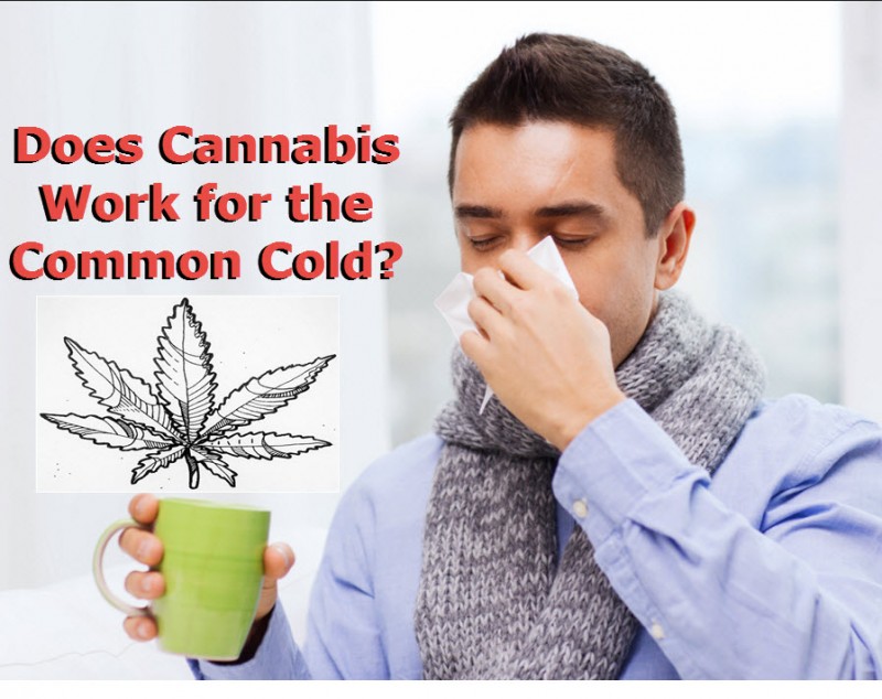 cannabis and the cold