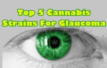 Top 5 Cannabis Strains For Glaucoma