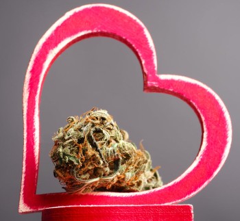 Does Weed Damage Your Heart? - Why a 55-Person Study Shouldn't Panic Millions of Cannabis Users