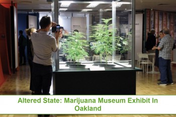 Altered State: Marijuana Takes The Spotlight At The Altered State Museum