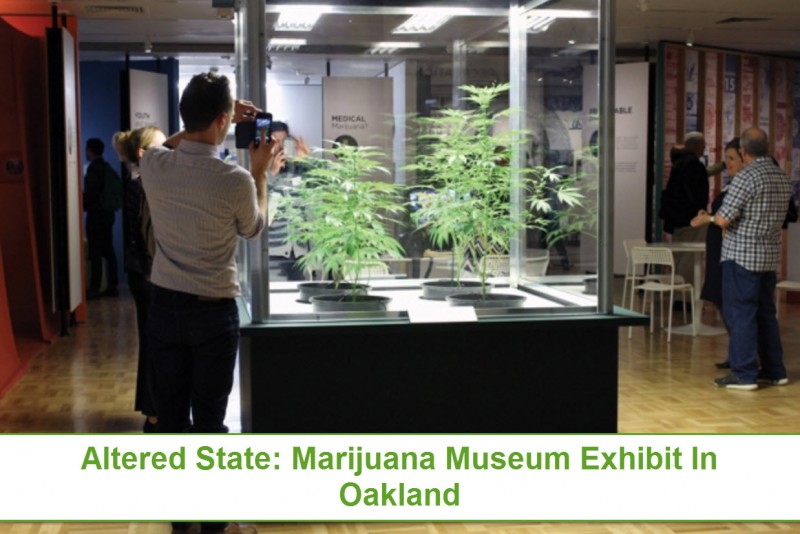 Marijuana Museum
