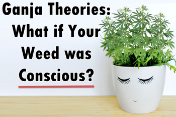 Plants are Alive and Listening So What if Your Weed was Conscious?
