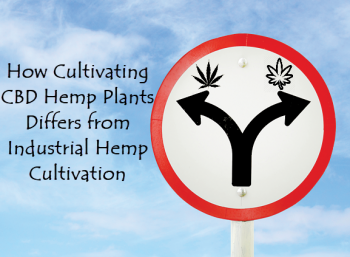 How Cultivating CBD Hemp Plants Differs from Industrial Hemp Cultivation
