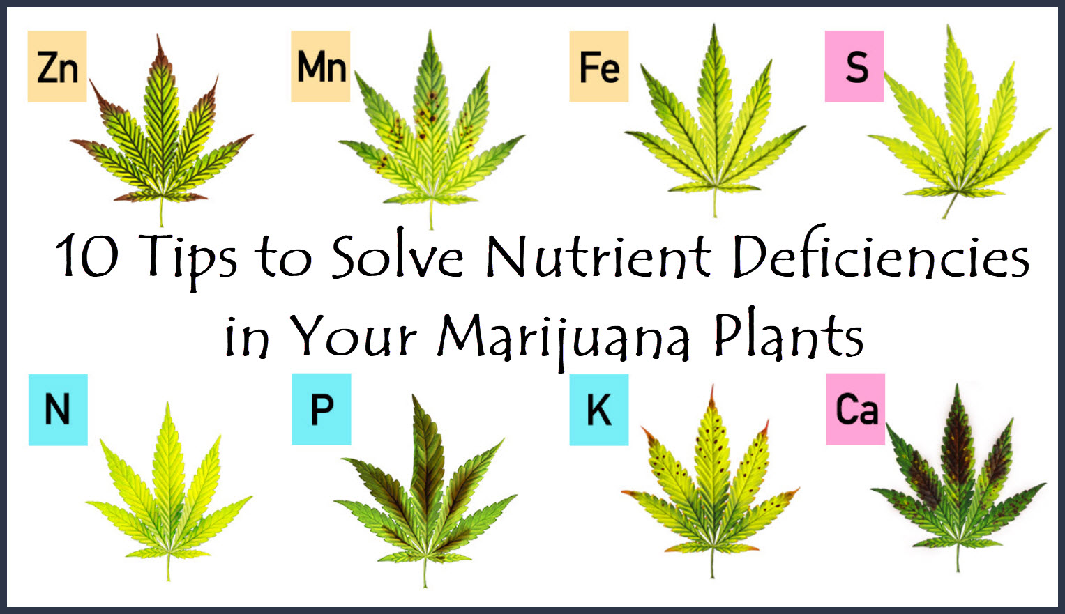 10 Tips To Solve Nutrient Deficiencies In Your Marijuana Plants