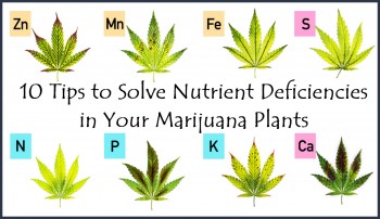 10 Tips to Solve Nutrient Deficiencies in Your Marijuana Plants