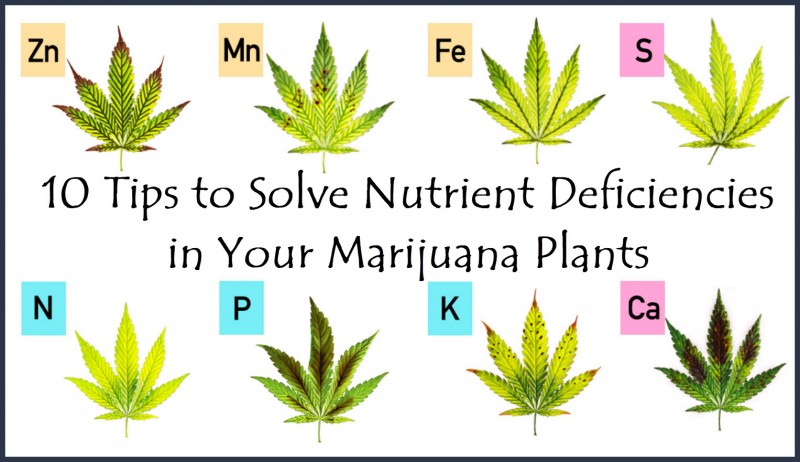 marijuana plant nutrients