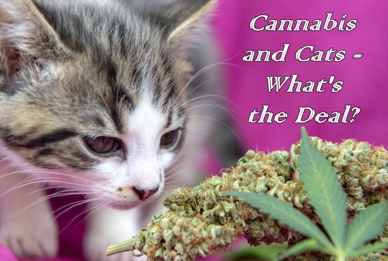 marijuana and cats