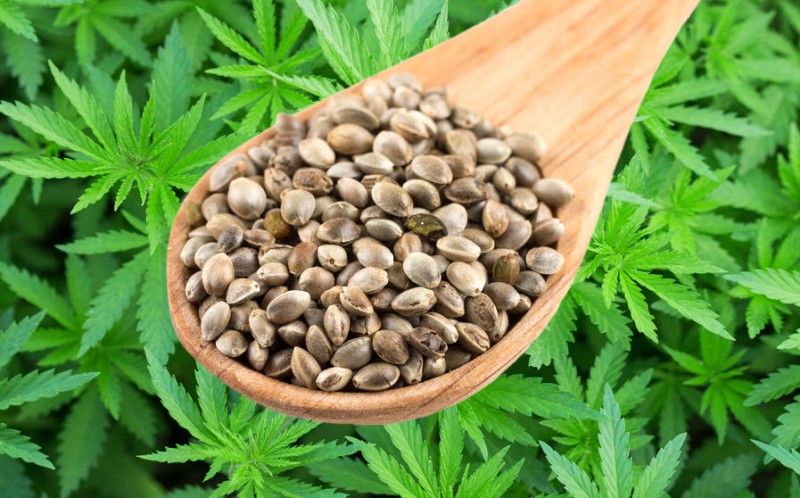 cannabis seeds online - protection