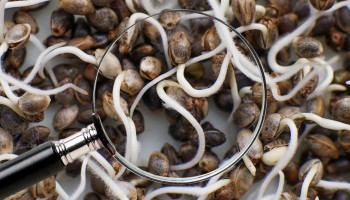 7 Tips for Germinating Cannabis Seeds from Top Notch Growers