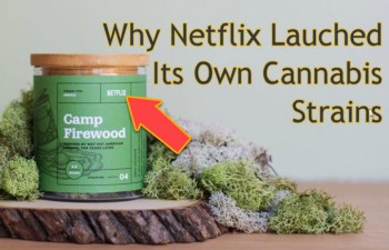 Why Netflix Launched Its Own Marijuana Strains